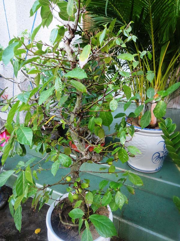 Sau một v&agrave;i ng&agrave;y ra rụng chỉ c&ograve;n trơ th&acirc;n