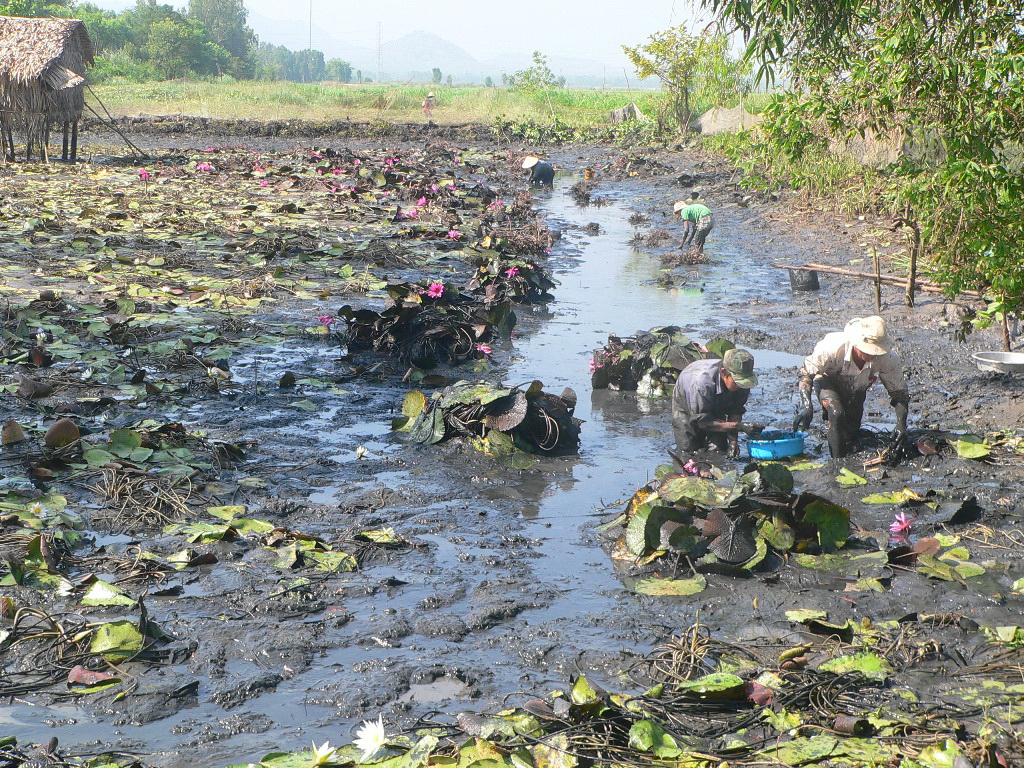 Cả&nbsp;gia đ&igrave;nh &ocirc;ng Lợi tham gia bắt c&aacute; khi đ&igrave;a vừa t&aacute;t cạn
