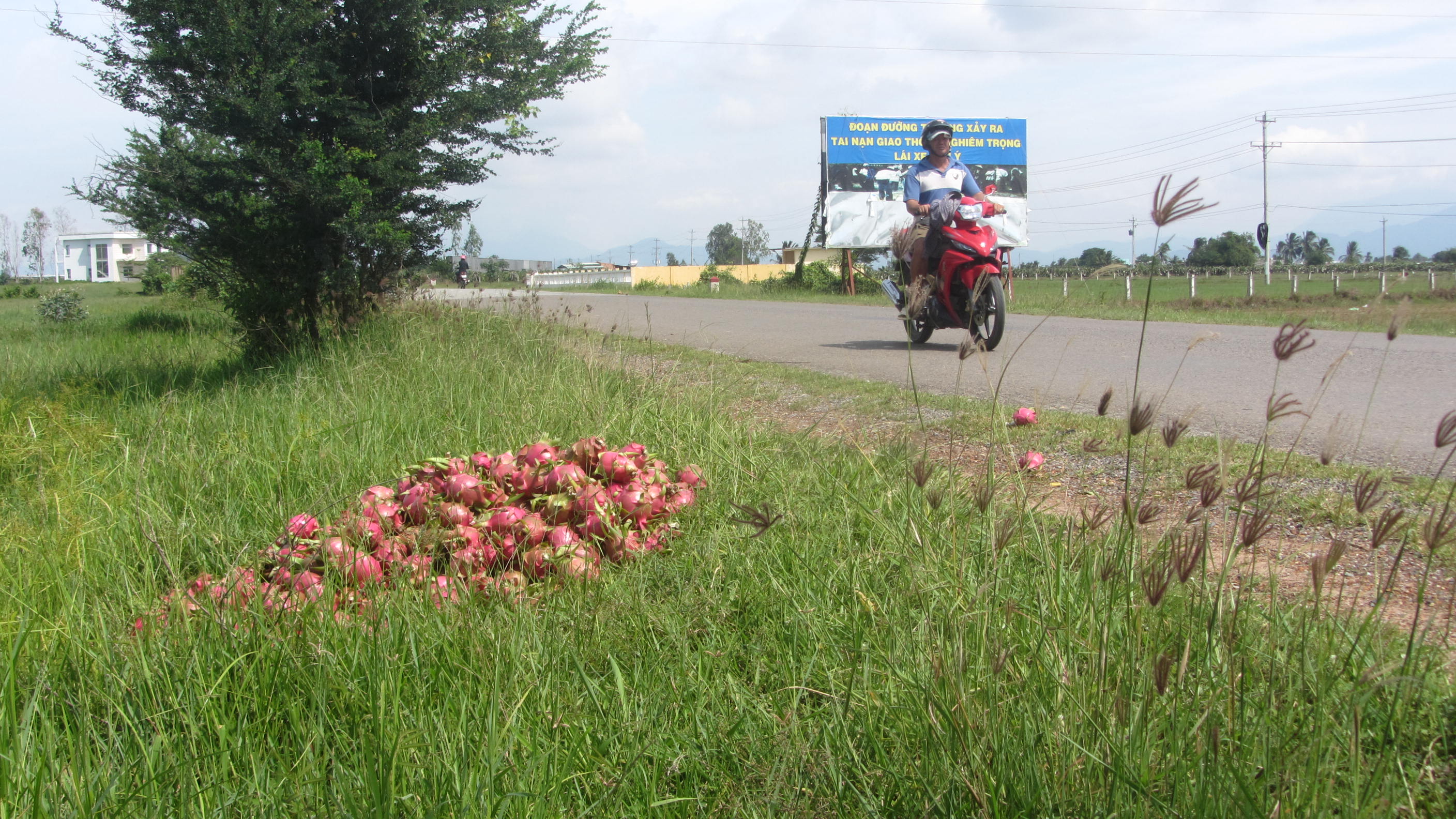 Thanh long rớt gi&aacute;, người d&acirc;n đổ bỏ tr&ecirc;n quốc lộ ở B&igrave;nh Thuận   