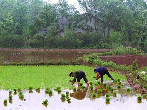 Gần 1/5 đất nông nghiệp Trung Quốc nhiễm độc