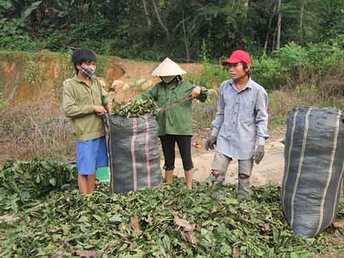 Bộ trưởng Công Thương: Thương lái Trung Quốc “giảm mạnh”!