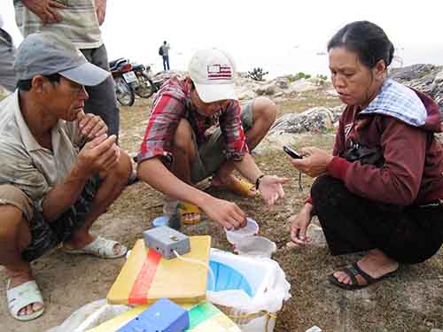 Bí nguồn tôm hùm giống