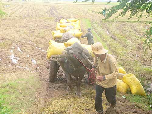 Bắt đầu thu mua tạm trữ lúa gạo