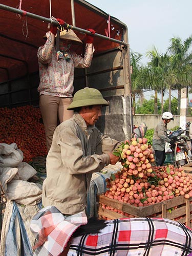 Không có người thu mua, nông dân chở vải ra thẳng điểm tập kết của các thương lái để bán