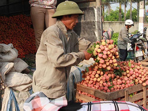 Cay đắng mùa vải