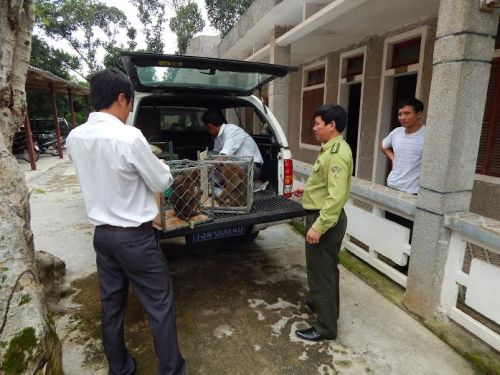 Khẩn cấp cứu hộ cho 6 động vật hoang dã cực kỳ quý hiếm