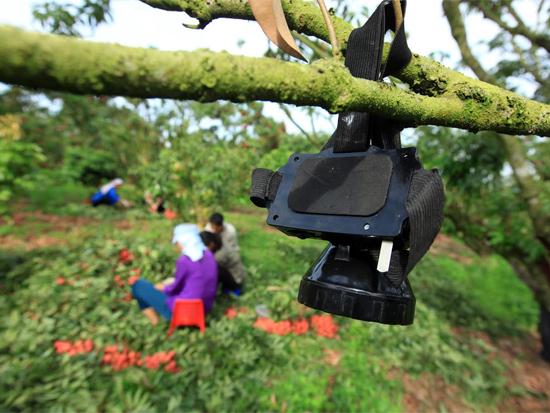 Khi trời s&aacute;ng r&otilde; mặt người th&igrave; những chiếc đ&egrave;n pin thế n&agrave;y được được treo tạm l&ecirc;n c&agrave;nh vải đợi đợt h&aacute;i rạng s&aacute;ng ng&agrave;y h&ocirc;m sau