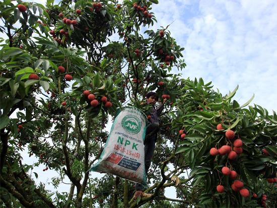 Mỗi vườn vải trung b&igrave;nh c&oacute; h&agrave;ng trăm gốc, n&ecirc;n chủ vườn phải thu&ecirc; người h&aacute;i