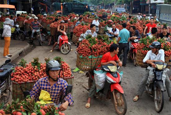 Từ mờ s&aacute;ng, khu vực trung t&acirc;m thị trấn Chũ đ&atilde; đ&ocirc;ng k&iacute;n những xe vải. L&acirc;u nay, thương l&aacute;i Trung Quốc l&agrave; nguồn thu mua vải ch&iacute;nh ở đ&acirc;y