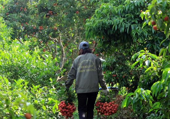 Trong khi đ&oacute;, ở c&aacute;c vườn vải, việc thu h&aacute;i vẫn tiếp tục