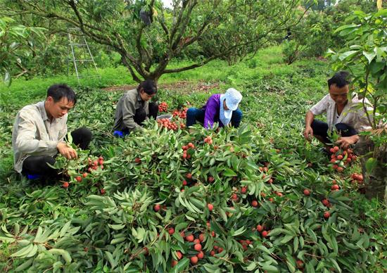 C&aacute;c c&ocirc;ng đoạn sơ chế tại vườn như tước l&aacute;, chặt bớt c&agrave;nh v&agrave; b&oacute; cũng cần rất nhiều nh&acirc;n c&ocirc;ng