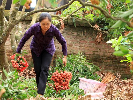 Những gia đ&igrave;nh &iacute;t gốc vải th&igrave; tận dụng mọi nh&acirc;n lực c&oacute; thể để thu h&aacute;i cho kịp buổi chợ. Người x&aacute;ch...