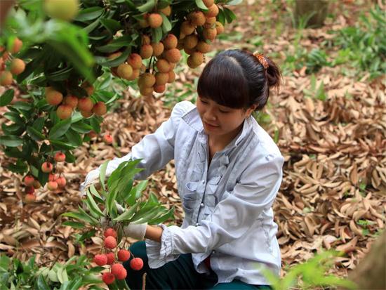 Hành trình vải Lục Ngạn từ nhà ra phố chợ