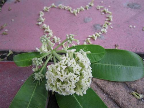 Cảm ơn hoa sữa
