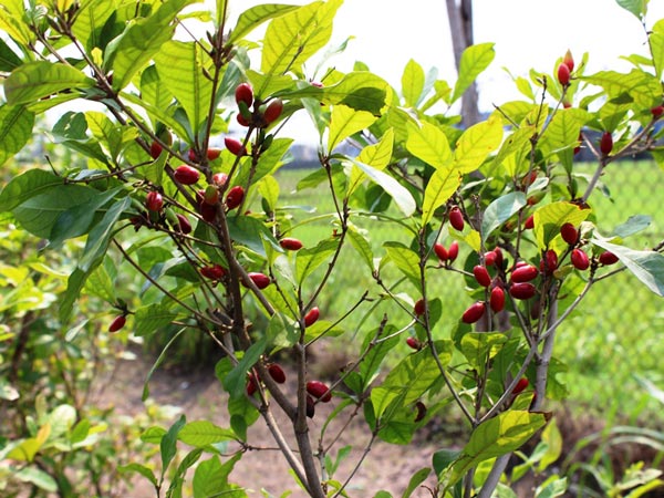 Nông dân thu nhập khá từ cây thần kỳ