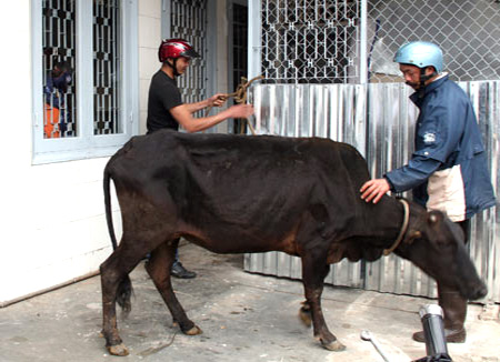 Thua bạc, trộm bò hàng xóm xẻ thịt bán