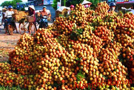 Vị đắng vải thiều