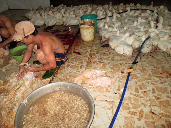 Chặn đường vịt “bẩn” lên bàn cúng
