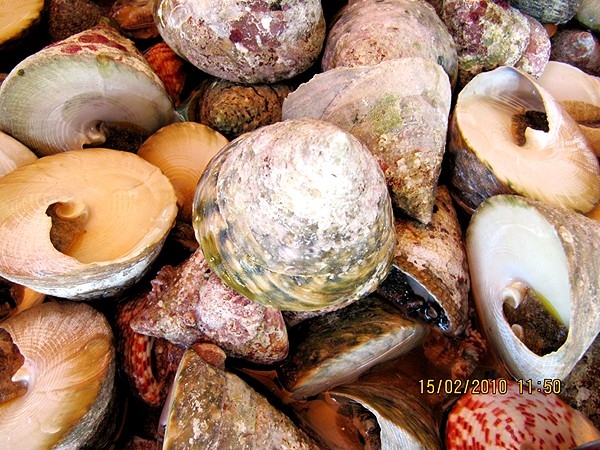 Ngọt, giòn thịt ốc vú nàng