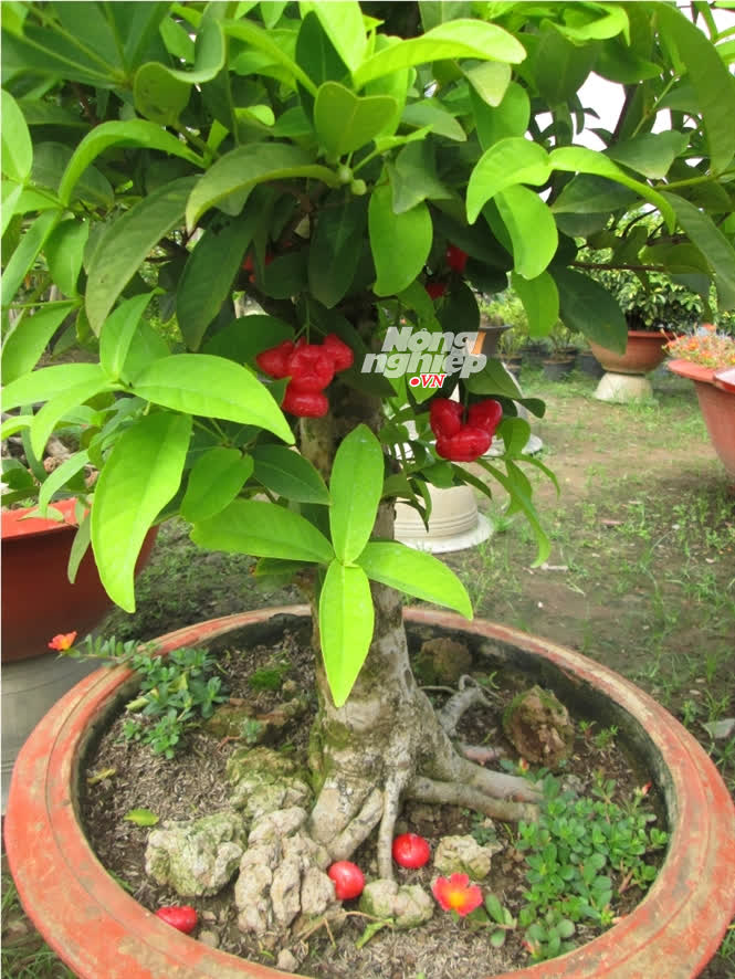 Kiểng tr&aacute;i được tạo ra từ những loại tr&aacute;i c&acirc;y mang nhiều m&agrave;u sắc đầy &yacute; nghĩa n&ecirc;n gi&aacute; b&aacute;n lu&ocirc;n đứng ở mức cao