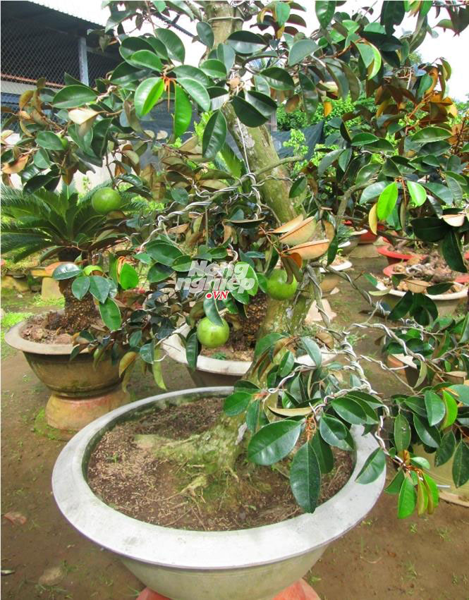 Hiện tại mỗi chậu mận, bưởi, v&uacute; sữa&hellip;được b&aacute;n tại vườn c&oacute; gi&aacute; từ 1,5 &ndash; 3 triệu đồng