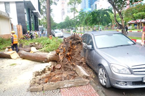Mưa to gió lốc, cây bật gốc giữa Sài Gòn