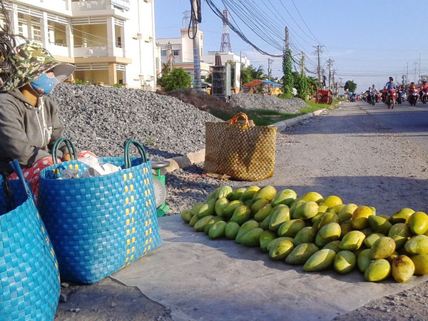 Xoài rớt giá, 500 đồng/kg vẫn không có người mua