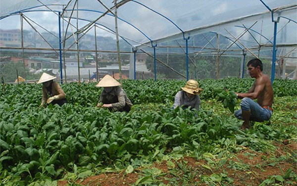 Thu hoạch b&oacute; x&ocirc;i ở n&ocirc;ng trại gia đ&igrave;nh &ocirc;ng Nguyễn Văn Thi.