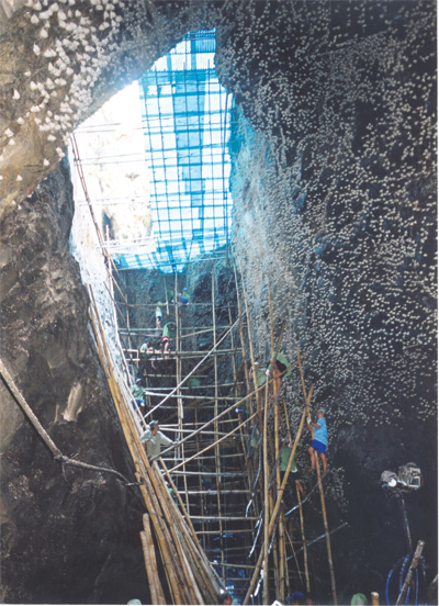 Khai th&aacute;c yến s&agrave;o thi&ecirc;n nhi&ecirc;n