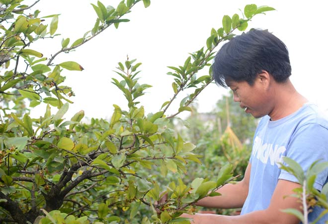 Nhiều chủ vườn đang tất bật lo cắt bỏ những b&ocirc;ng mai đ&atilde; nở trước Tết.