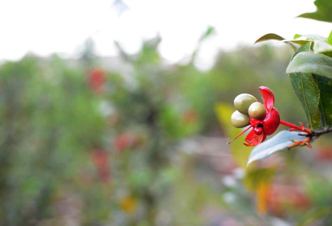 Rất nhiều gốc mai đ&atilde; ra hoa v&agrave; trổ hạt từ trước Tết hơn 1 th&aacute;ng.