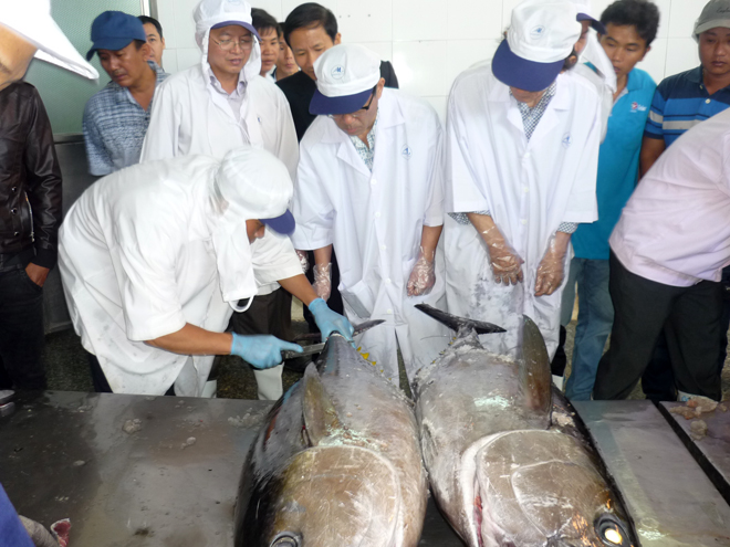 C&aacute;c chuy&ecirc;n gia thẩm định chất lượng c&aacute; ngừ đại dương cho l&ocirc; h&agrave;ng thứ hai xuất sang Nhật v&agrave;o s&aacute;ng 31-1 tại B&igrave;nh Định.