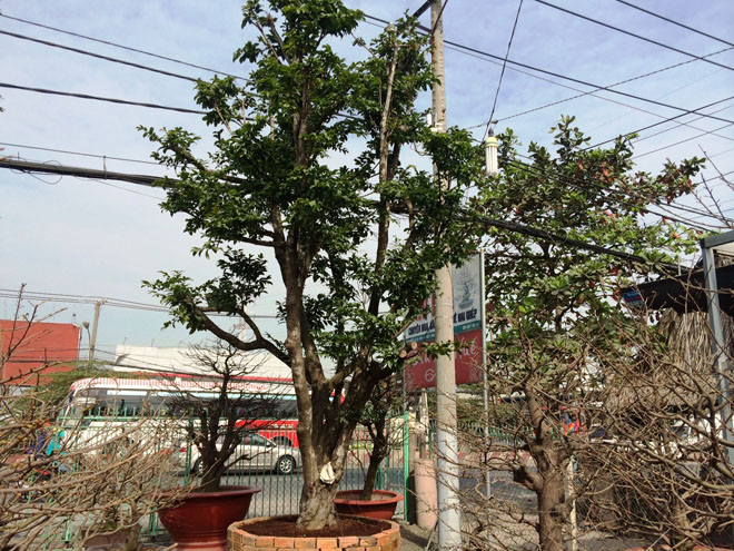 C&acirc;y mai c&oacute; đường k&iacute;nh gần 1,1m, th&acirc;n cao 5,5m được nhiều người hỏi mua gi&aacute; 650 triệu đồng.
