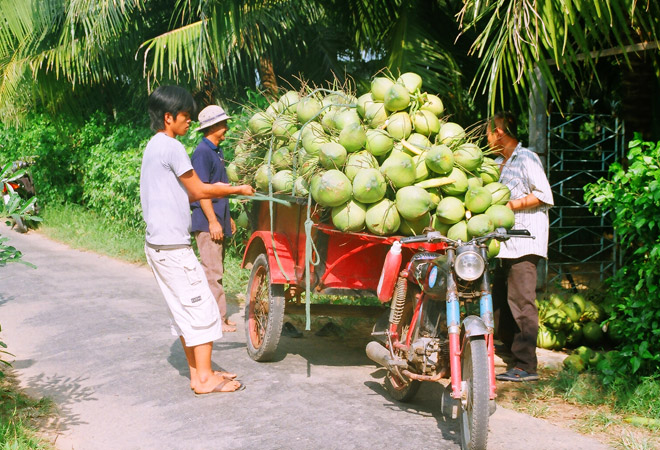 Dừa xi&ecirc;m xanh, đang h&uacute;t h&agrave;ng tăng gi&aacute; do nhu cầu ti&ecirc;u thụ tăng mạnh v&agrave;o m&ugrave;a nắng - ảnh: D.M.Phương