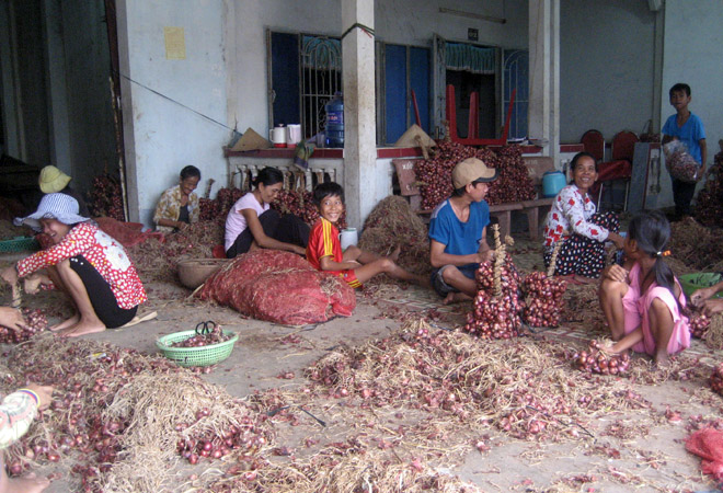 Kh&ocirc;ng kh&iacute; thu hoạch v&agrave; mua b&aacute;n h&agrave;nh t&iacute;m ở Vĩnh Ch&acirc;u thời điểm n&agrave;y vui như Tết