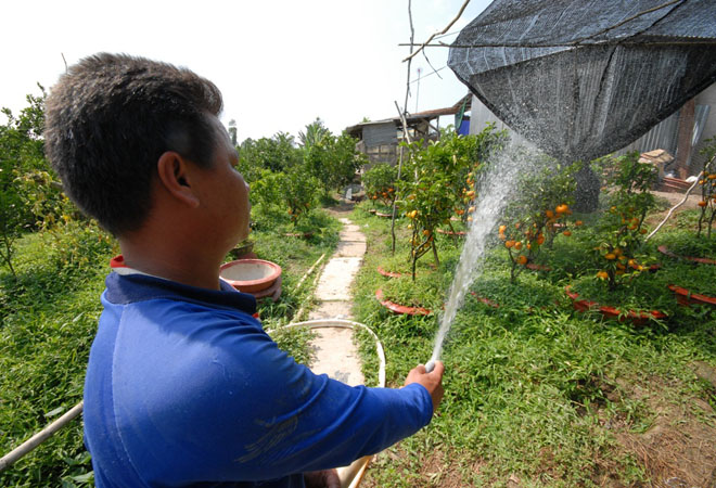 Qu&yacute;t hồng Lai Vung trồng trong chậu mất đến 30 th&aacute;ng để chăm s&oacute;c