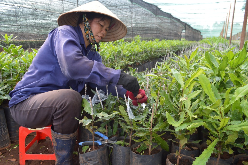 Cây giống mắc ca ở Tây Nguyên đang được lùng mua, đẩy giá lên cao