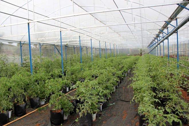 Gi&aacute; c&agrave; chua đen đắt gấp 10 lần khi b&aacute;n ở S&agrave;i G&ograve;n