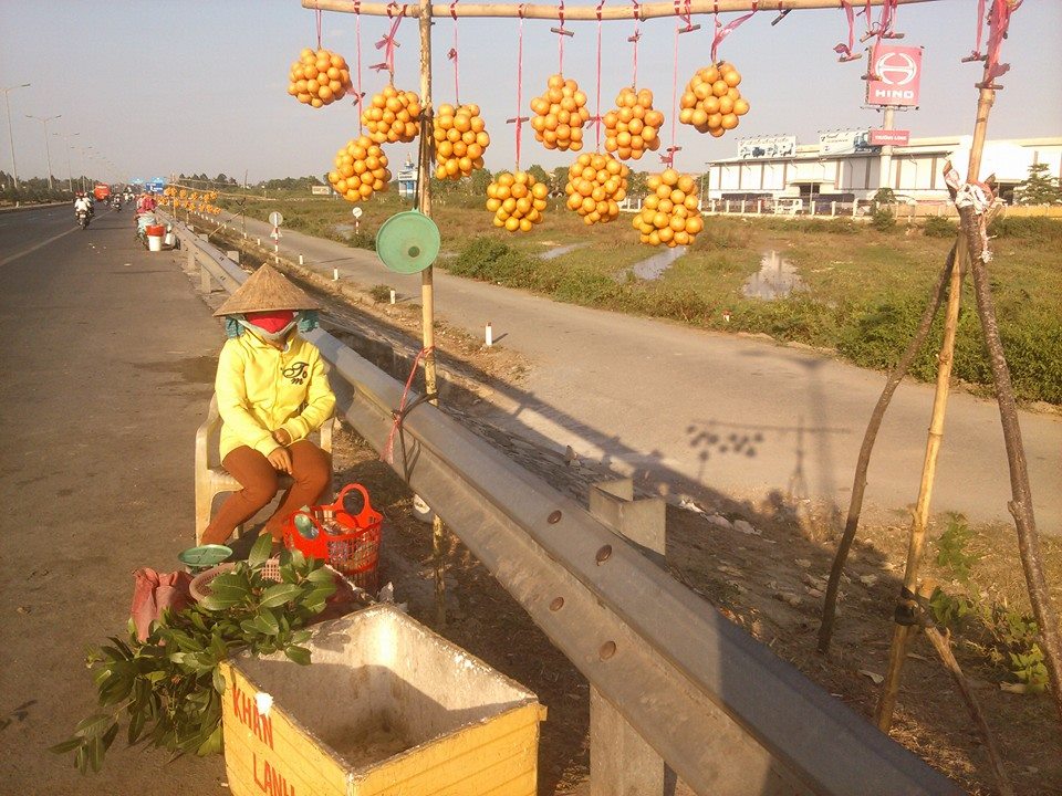 Hàng loạt điểm bán thanh trà và cây giống mọc lên dưới dốc cầu Cần Thơ