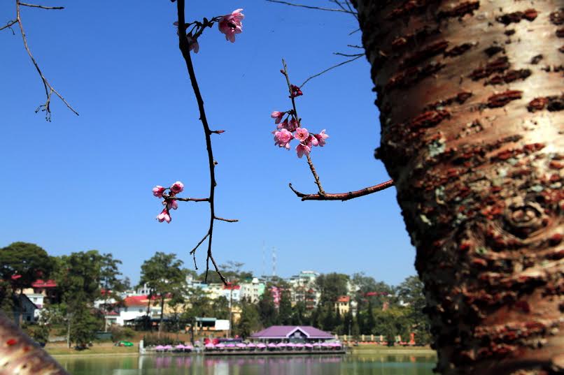 Sau những ng&agrave;y ngủ đ&ocirc;ng, mai anh đ&agrave;o Đ&agrave; Lạt đ&atilde; bung hoa