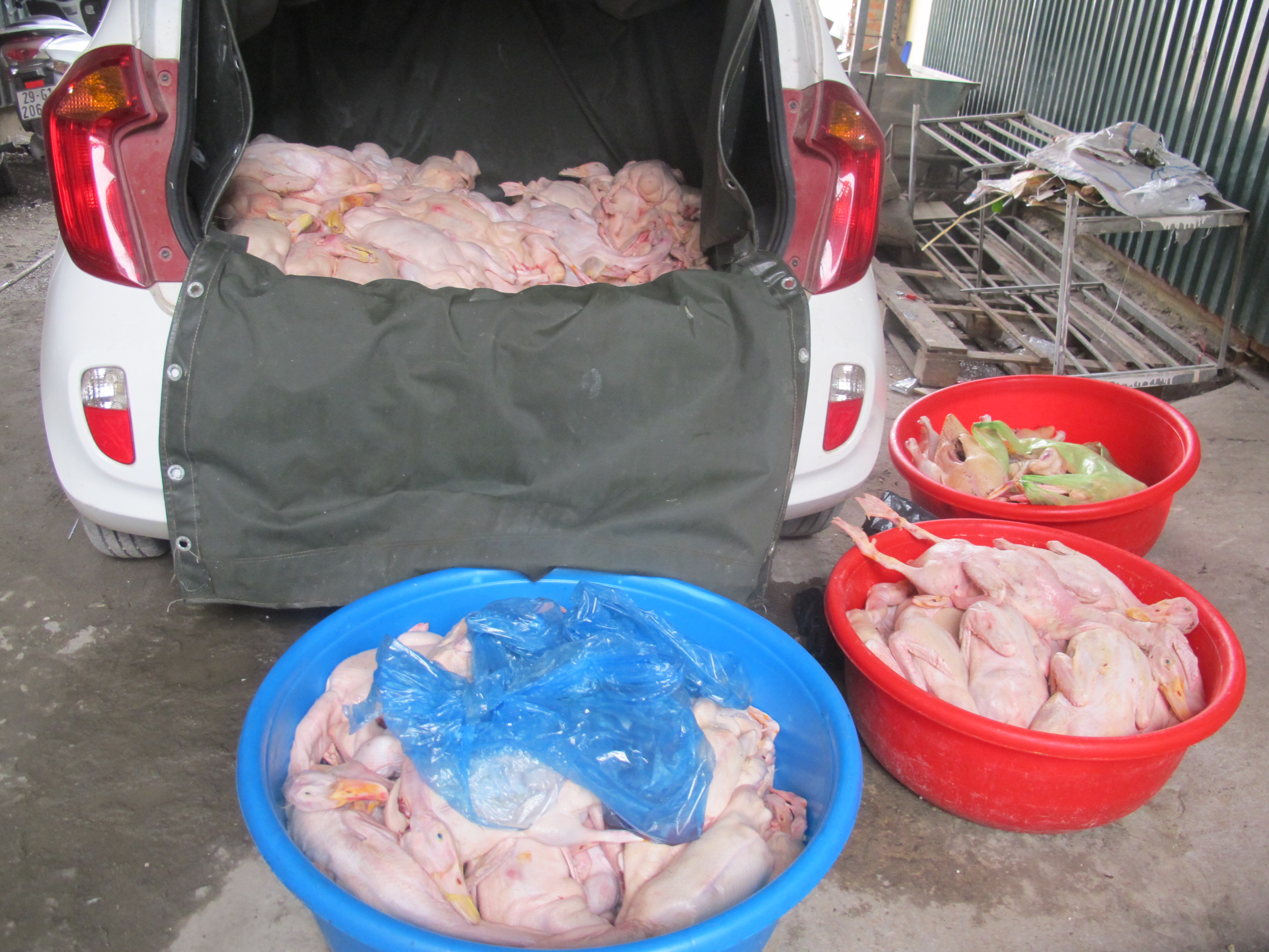 Vịt kh&ocirc;ng c&oacute; giấy chứng nhận kiểm dịch được chủ cơ sở Vịt 29 thu mua về để chế biến bị lực lượng chức năng bắt giữ s&aacute;ng 10-2. ảnh Văn Duẩn