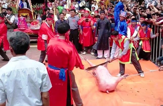 Mặc cho dư luận tranh cãi, lễ chém lợn vẫn diễn ra