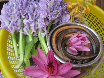 Nguyên liệu cho nồi canh chua