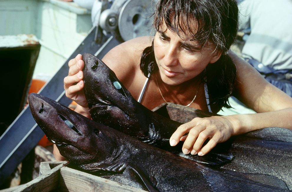 B&agrave; Clark xem x&eacute;t một con c&aacute; mập sống ở v&ugrave;ng nước s&acirc;u Vịnh Suruga - Nhật Bản. Ảnh: National Geographic