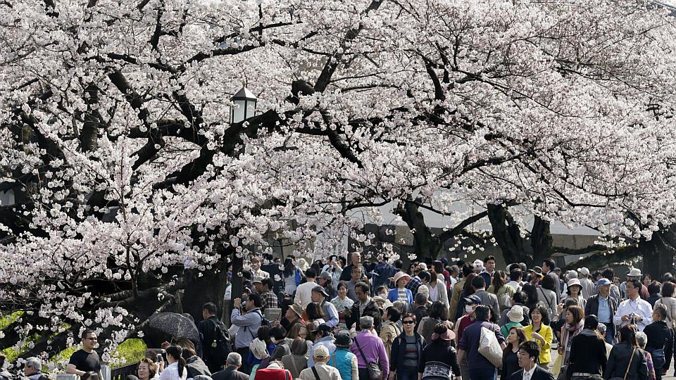 Du khách ngắm hoa anh đào nở rộ tại thủ đô Tokyo. Ảnh: EPA