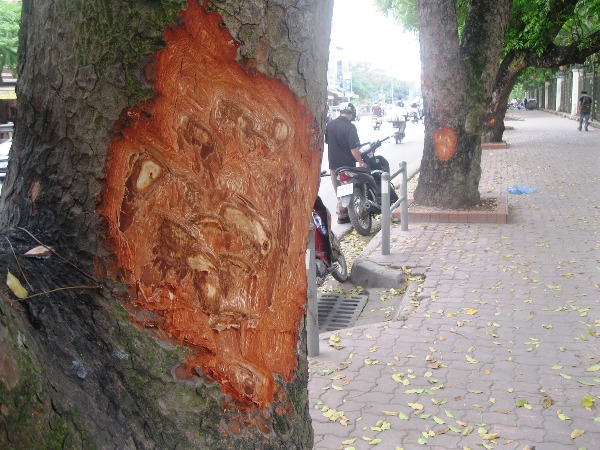 Những g&ocirc;́c c&acirc;y x&agrave; cừ c&ocirc;̉ thụ bị cạo gọt th&acirc;n tại đường L&ecirc; Du&acirc;̉n