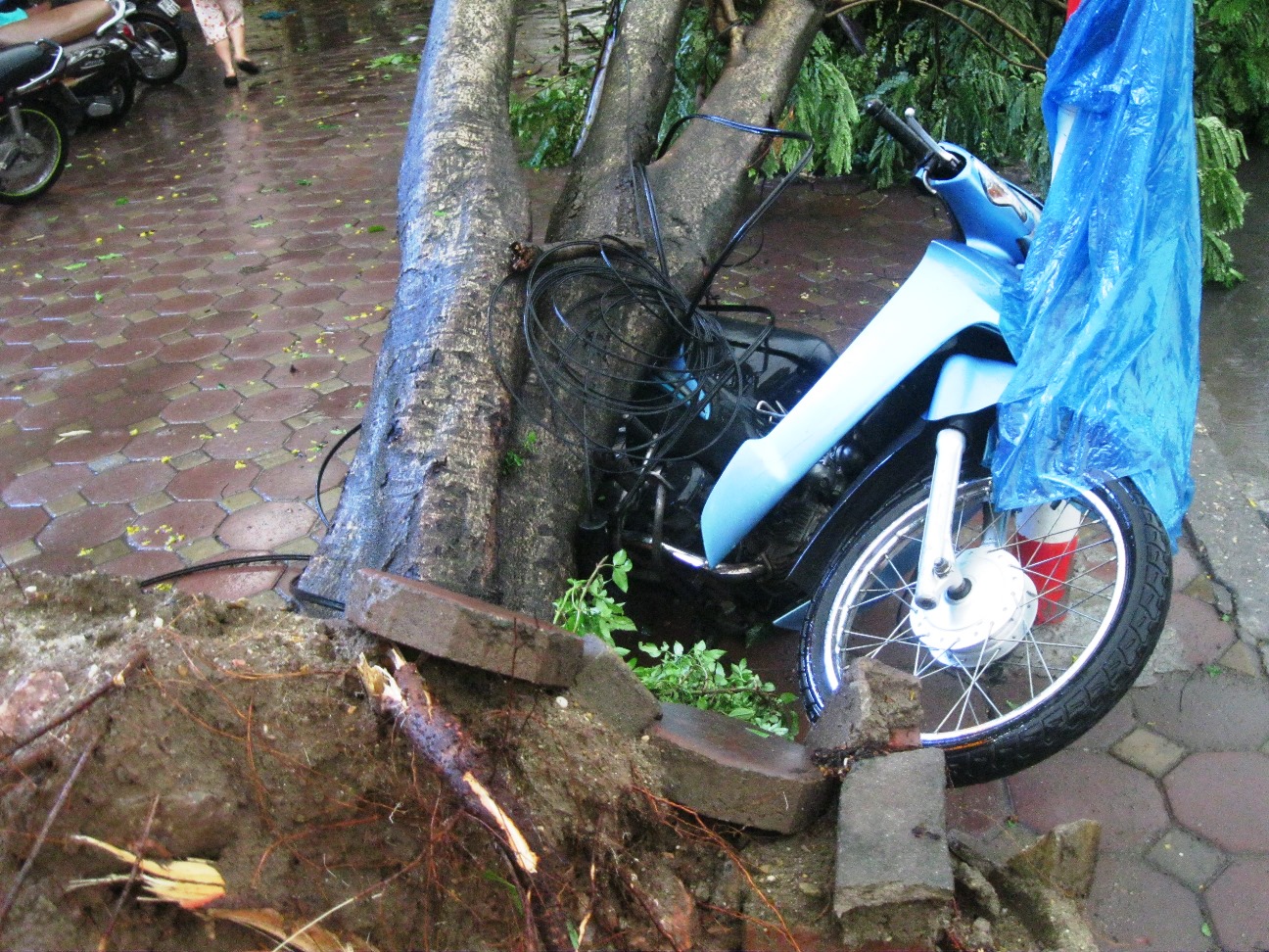 C&acirc;y đổ đ&egrave; xe m&aacute;y