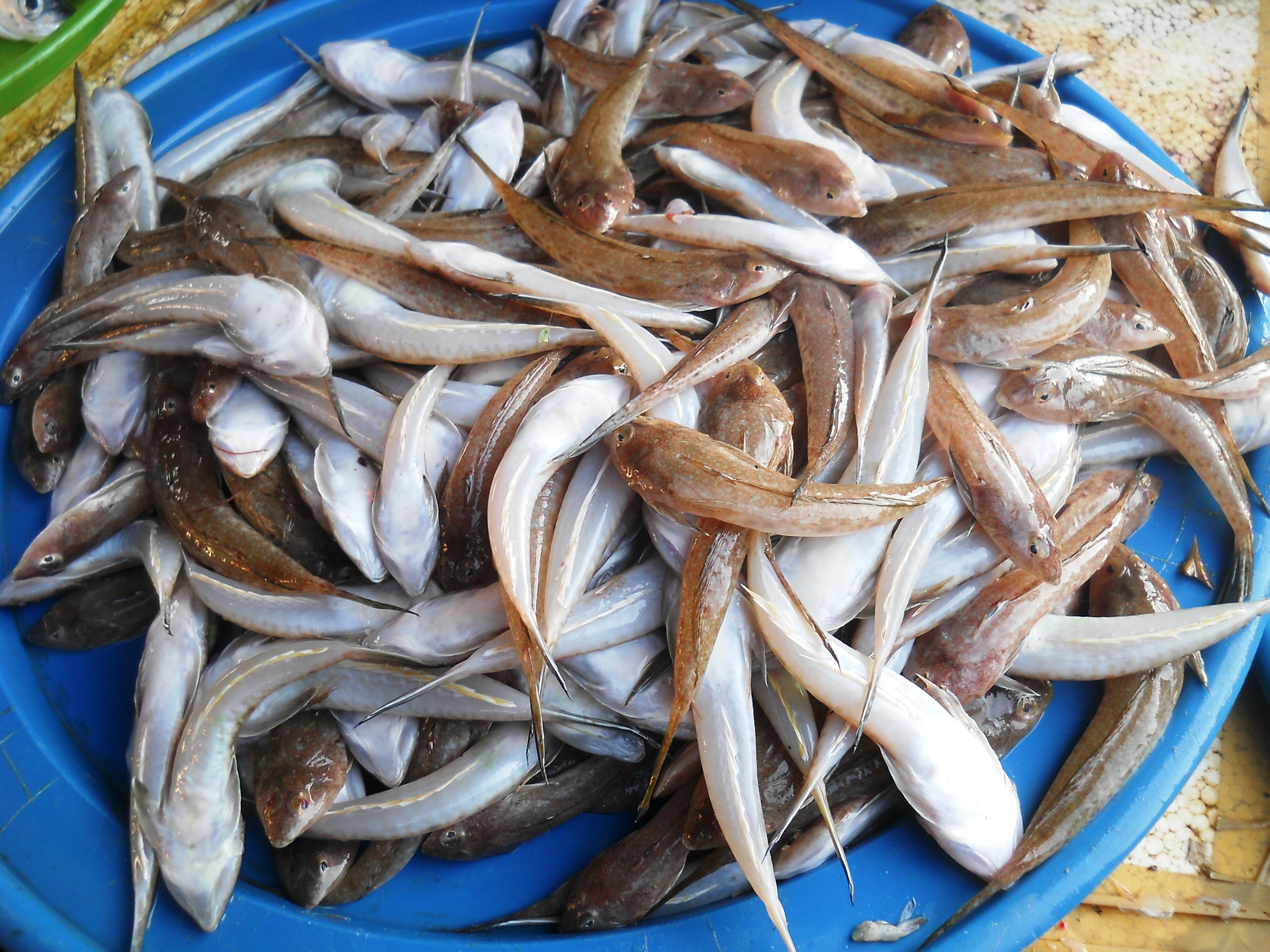 Cá chai neo tươi rói trong ngày hè