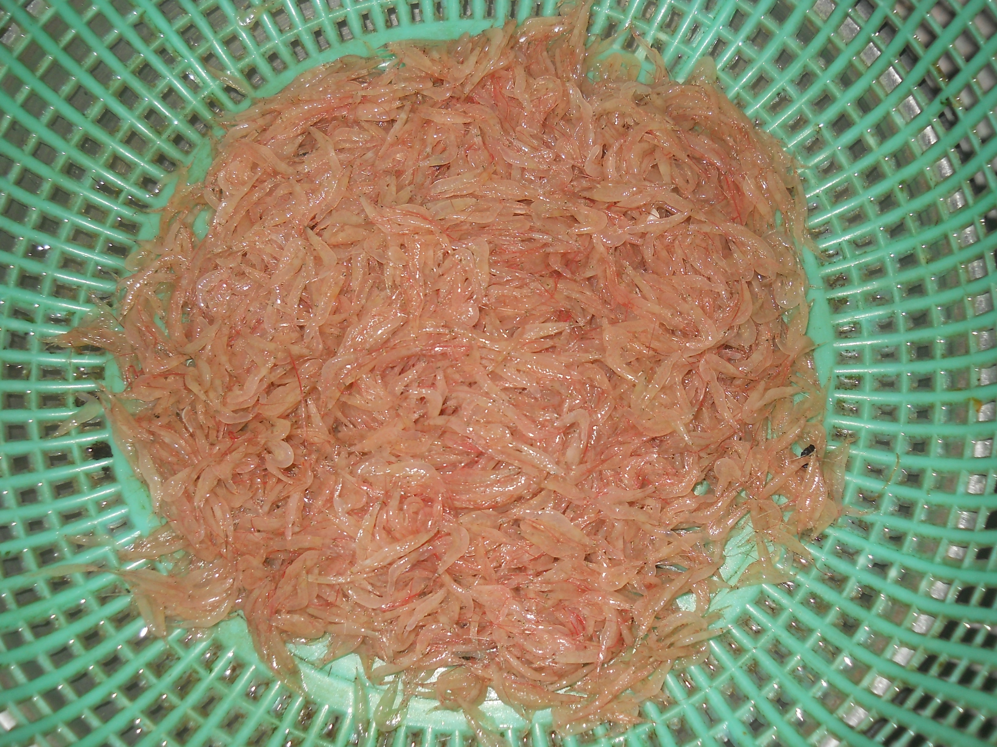Ruốc đỏ l&agrave;m b&aacute;nh x&egrave;o mới ngon