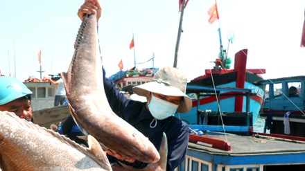 Ngư d&acirc;n miền Trung được m&ugrave;a nhưng rớt gi&aacute;. Ảnh: NC